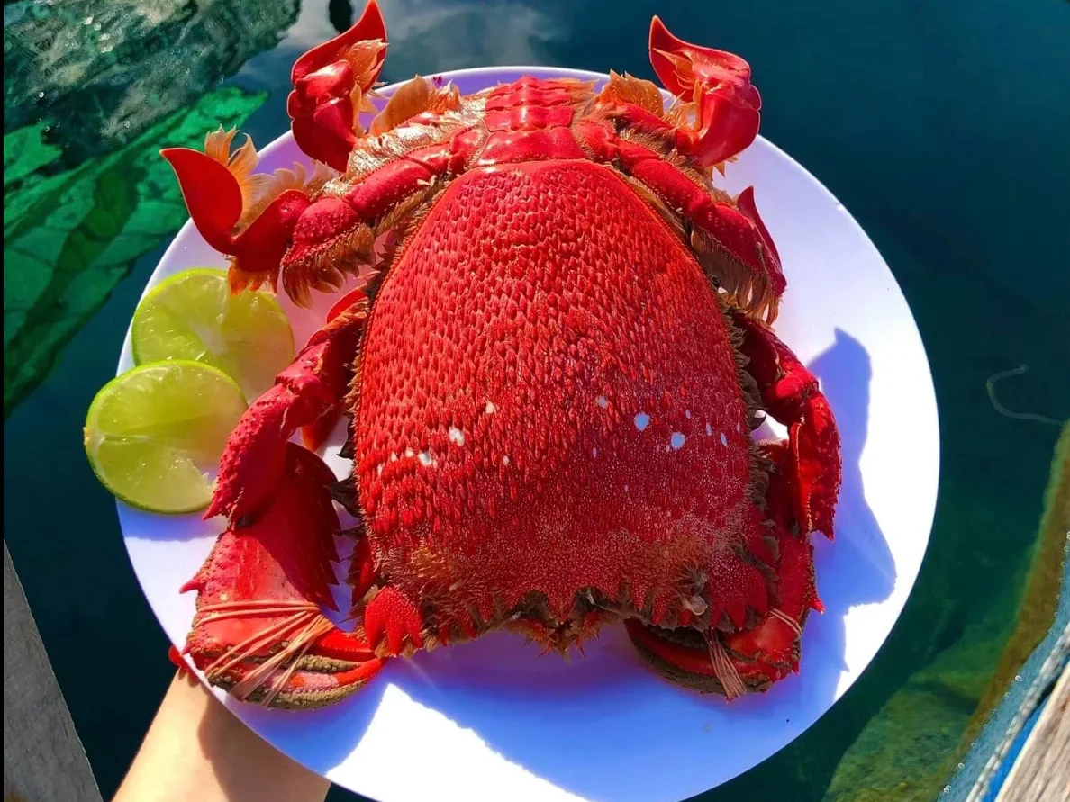 Cua huỳnh đế tại đảo Phú Quý