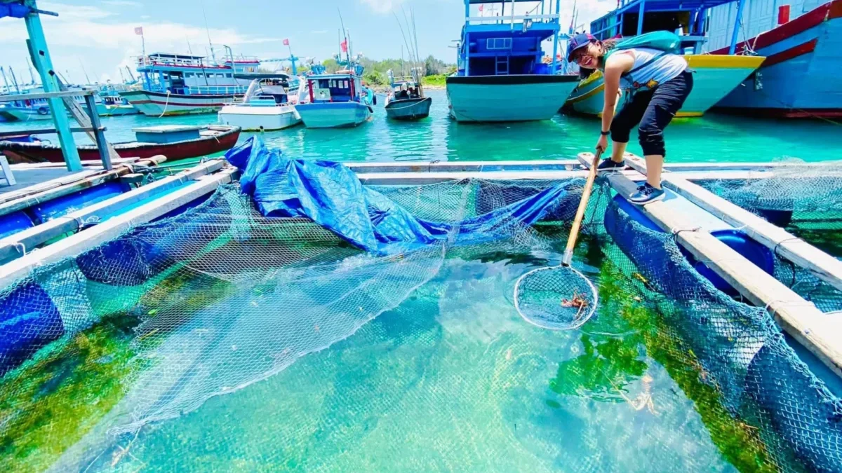 Lồng bè ngũ phụng và phú long tại phú quý