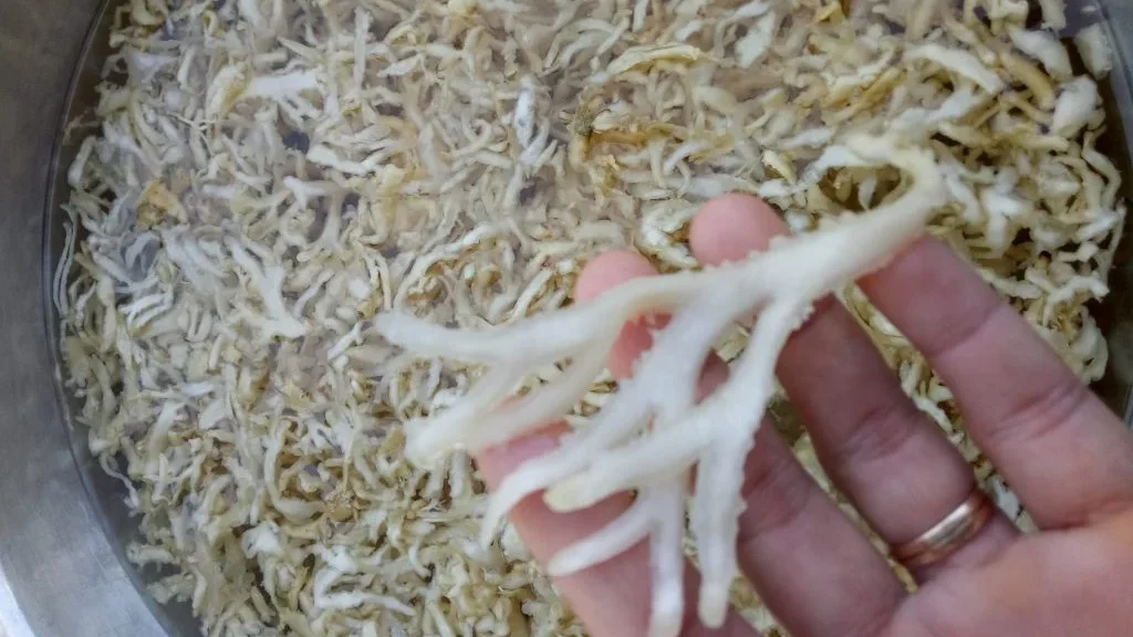 Rong rau câu chân vịt tại đảo Phú Quý